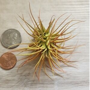 Small Colored Dried Airplant Tillandsia‎ Orange Yellow Decorative Botanical